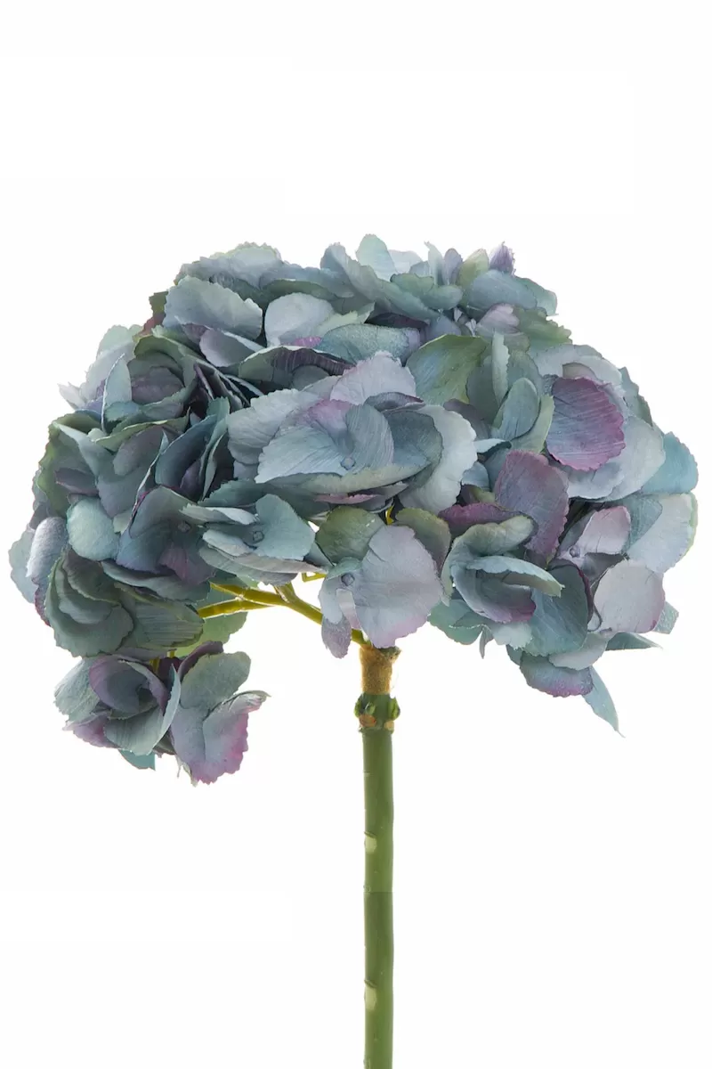 English Hydrangea, Dark Blue