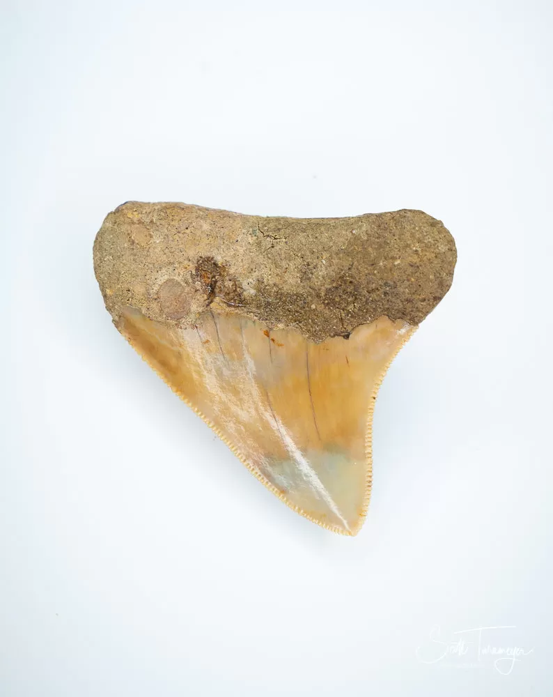 Megalodon Fossil Shark Tooth Authentic Indo