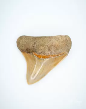 Megalodon Fossil Shark Tooth Authentic Indo