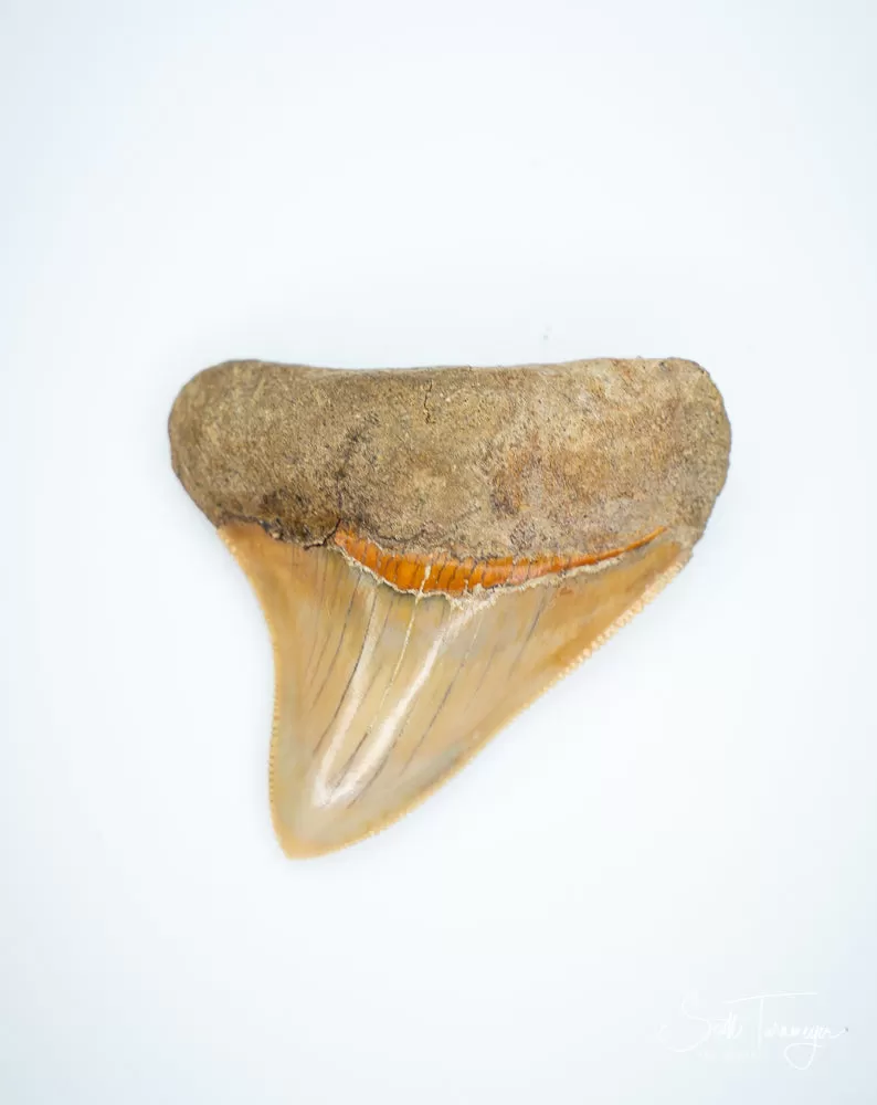 Megalodon Fossil Shark Tooth Authentic Indo