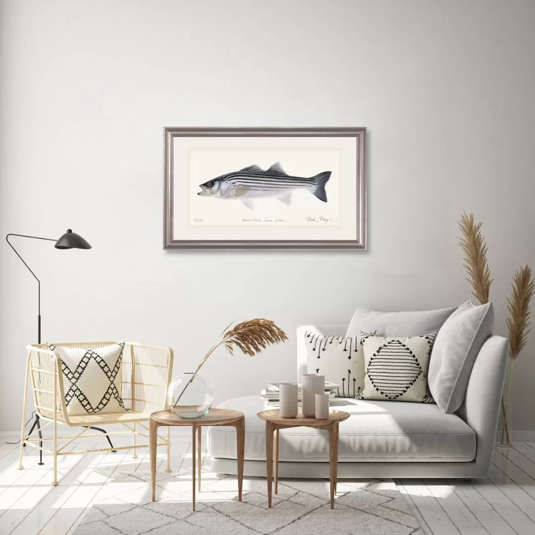 Schoolie Striped Bass Print - Best Seller