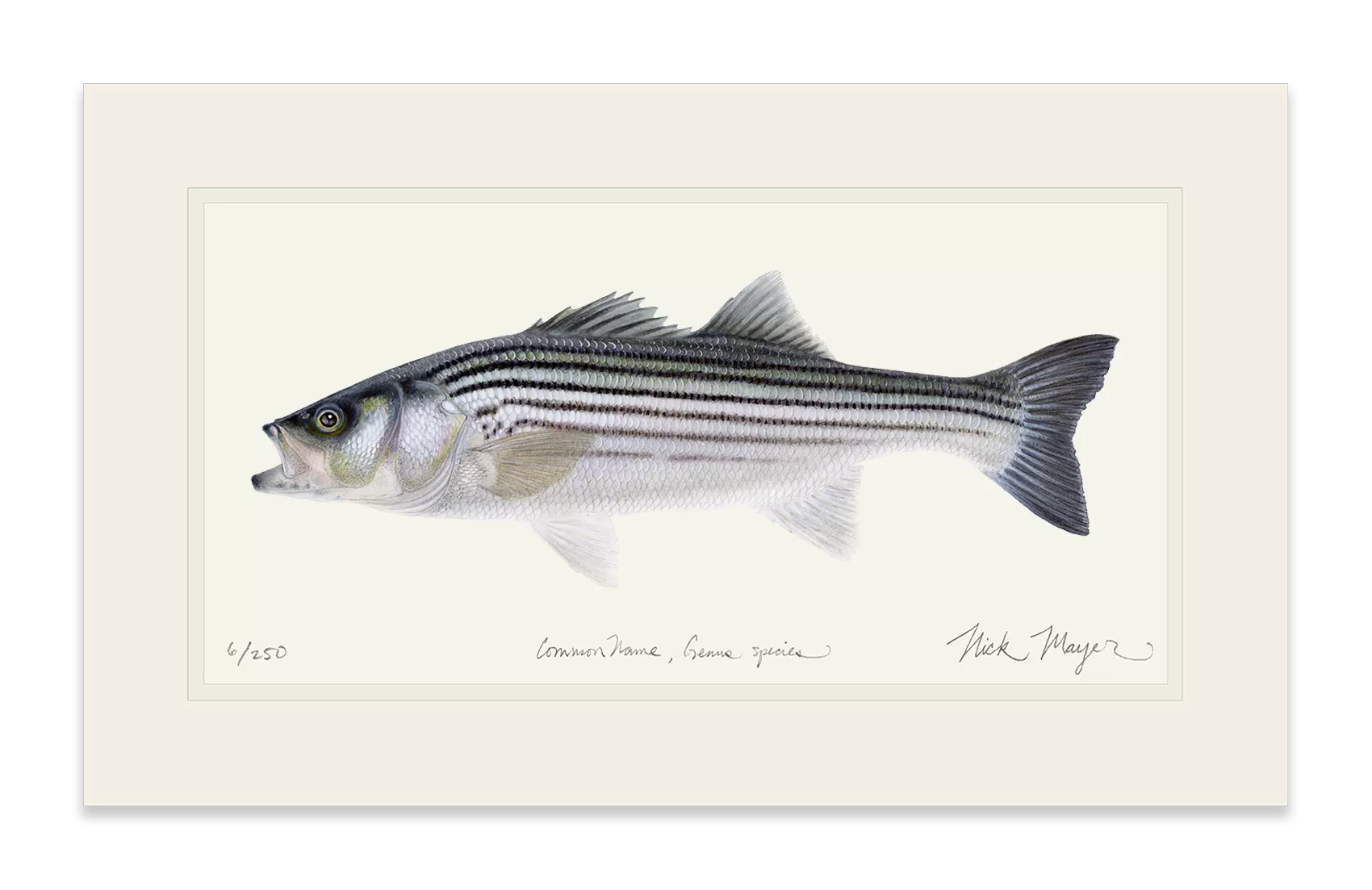 Schoolie Striped Bass Print - Best Seller