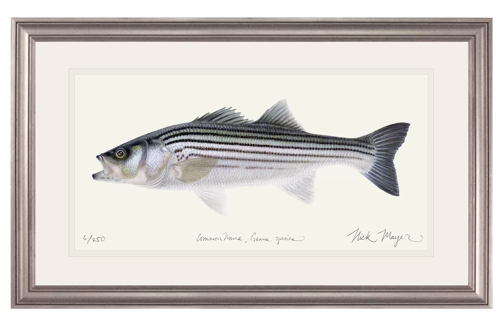 Schoolie Striped Bass Print - Best Seller