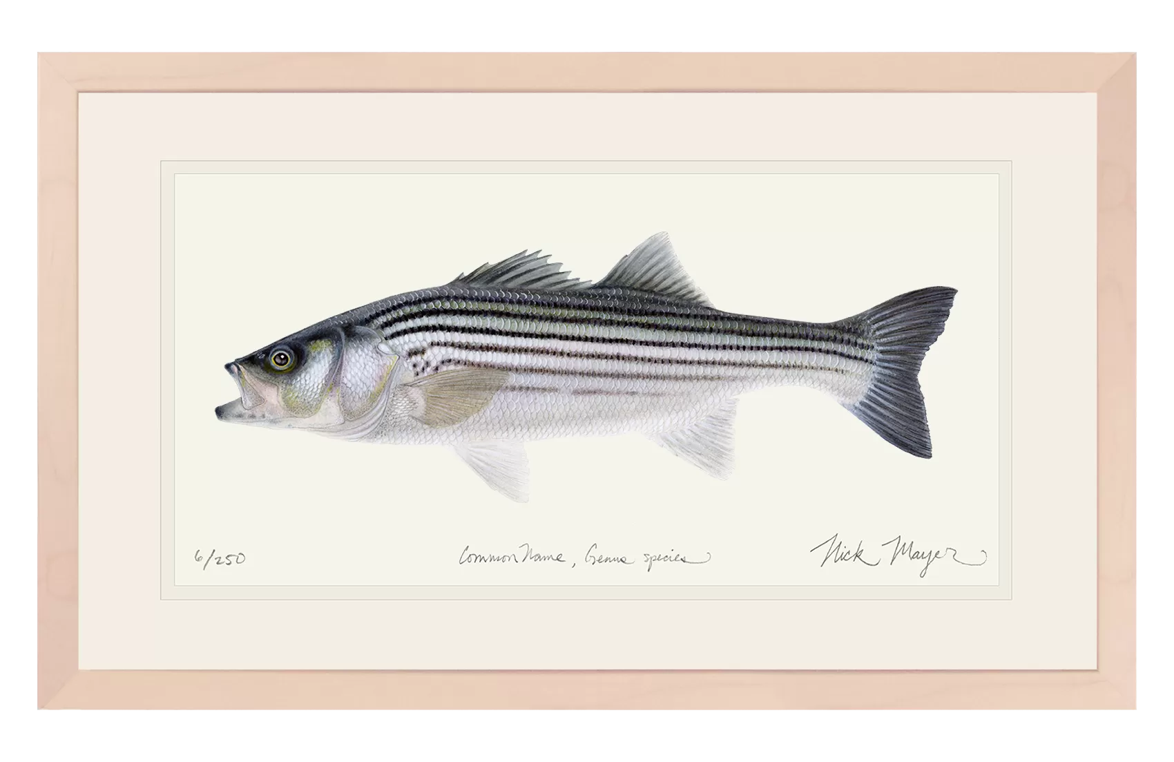 Schoolie Striped Bass Print - Best Seller